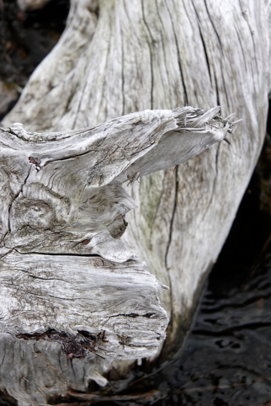 Driftwood Scotland 8.jpg